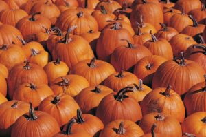 pumpkins